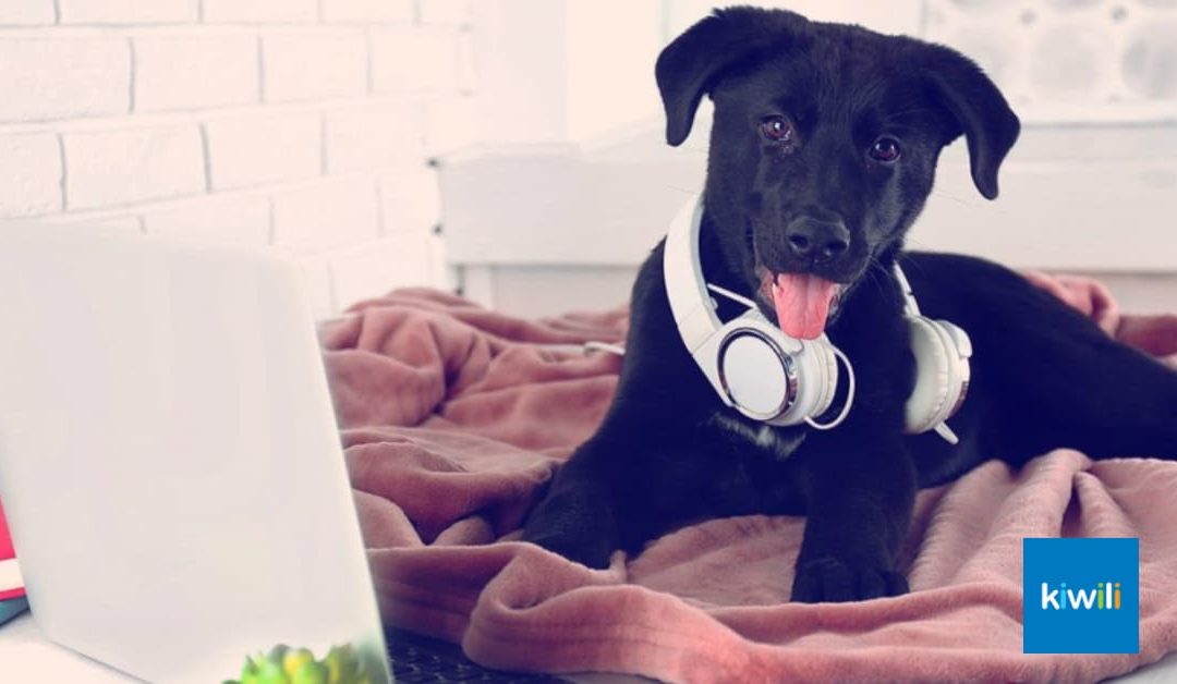 Vous aimez travailler avec votre chien ou chat ? Alors emmenez-les au bureau avec vous !