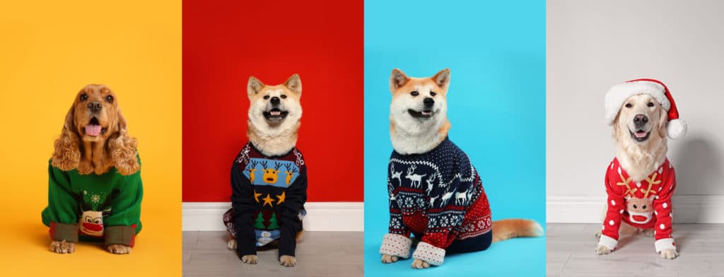 Pull de Noel en Entreprise Chien